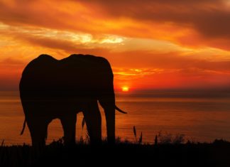 DBEvents: A Standardized Framework for Efficiently Ingesting Data into Uber’s Apache Hadoop Data Lake 大象轮廓