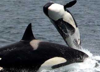 Migrating Functionality Between Large-scale Production Systems Seamlessly