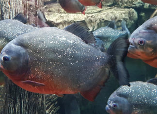 Introducing Piranha: An Open Source Tool to Automatically Delete Stale Code